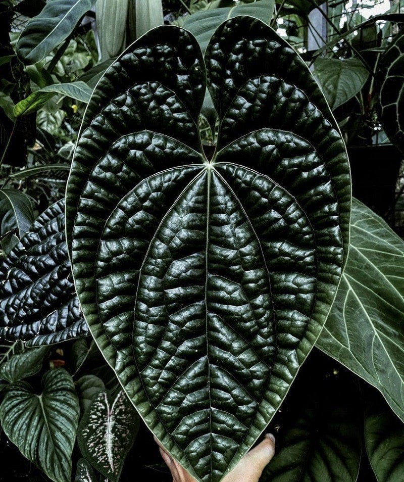 Anthurium Luxurians Seed