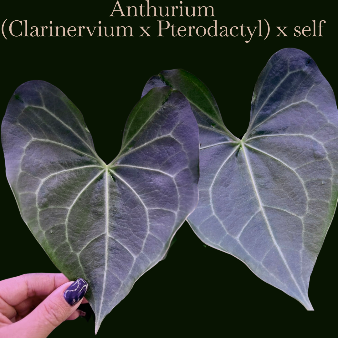 Anthurium selling Pterodactyl